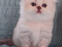 Kaliteli sağlıklı british longhair yavrular