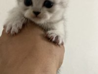 Teslime hazır 5 yavru 2 erkek 3 dişi scottish fold