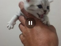 Ciddi düşünen yazsın kedimiz dişi ücretlidir