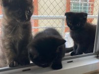 British shorthair bebeklerime yuva arıyorum