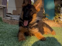 ÜST DÜZEY ALMAN ÇOBAN KÖPEĞİ YAVRULARI SECERELİ