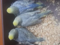 Rainbow renk güzeli muhabbet kuşu