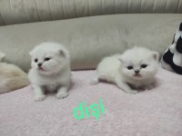 Kendi kedimin british longhair yavruları