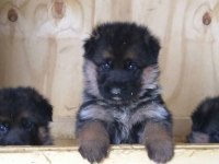 ALMAN ÇOBAN KÖPEĞİ YAVRULARI
