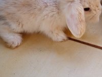 Hollanda Teddy Lop tavşan yavruları