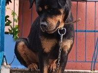Rottweiler çocuklarla arası iyidir