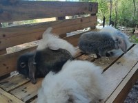 Safkan Hollanda lop tavşan yavruları
