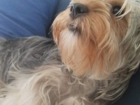 Baba saf kan teacup yorkshire terrier yavrularımız