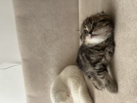 Scottish fold bebeklerimiz
