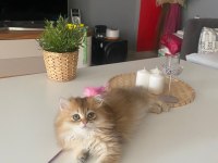 British Longhair Golden NY11 Yavrumuz Full Şecereli