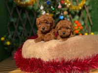 Toy Poodle Köpekler Referans Yavru