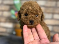 En küçük boy toy poodle yavrularım