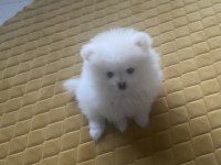 Pomeranian Boo Kar Beyaz 2 Aylık Erkek