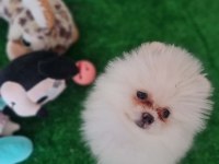 MİNİK PANDA POMERANİAN DİŞİLER