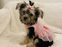 Teddy yorkie bebek
