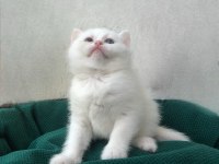 2 aylık British Shorthair