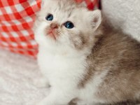 British shorthair dişi bebek