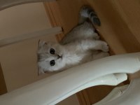 Scottish fold 2 aylık dişi yavru