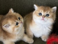 Golden british shorthair kadıköy