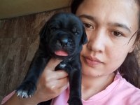 Cane Corso Yavrularımız
