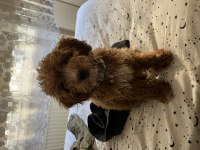 Toy poodle yavru