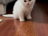 Beyaz british shorthair detaylar verilebilir