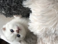 Yavru scottish fold