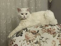 BRİTİSH KEDİM İÇİN EŞ ARANIYOR