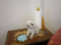 Scottish Fold Kedileri