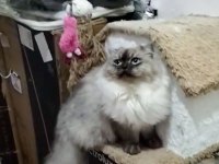 British Longhair Blue Point - Erkek Yavru Aslan