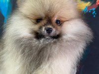 ÜST KALİTE POMERANİAN BOO ERKEK GÜZELİ