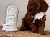 Dişi Toy Poodle