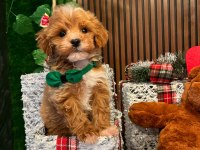 Tarçınlı kurabiye gibi poodle