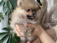 POMERANİAN BOO YAVRUMUZ YENİ YUVASINI ARIYOR
