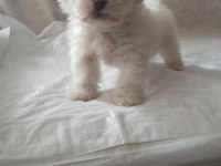 Orjinal Maltese Terrier Bebekler