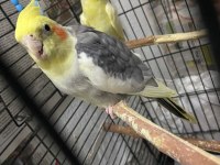 2 TEK SULTAN PAPAĞANI LUTİNO VE ALACA PİED SAĞLIKLI