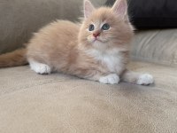 Evde Yetişmiş Şampiyon Dedenin Maine Coon Son Torunu Hazır
