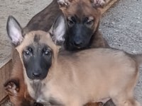 Safkan Malinois yavruları dik kulak Orjinal