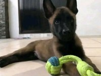 Malinois bebekler safkan Orjinal