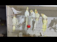 Lutino ve albino ev üretimi ele alışık yavru