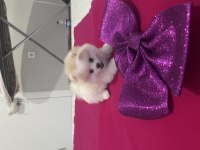 Pomeranian teddy bear