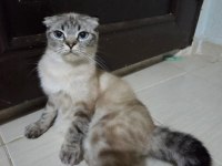 Ücretsiz sahiplendirme scottish fold kedimiz