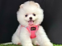 Sevimli Pomeranian Boo Yavrularımız