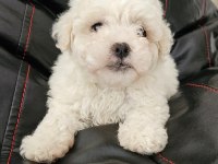 Maltese bebekler