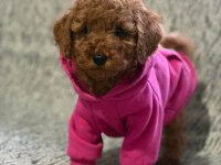 Toy poodle köpeği