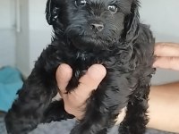 Siyah lekesiz toy poodle yavrularımız
