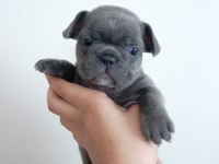 A Kalite Blue French Bulldog yavrumuz