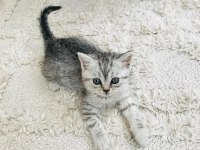British shorthair güzellik yeni yuvasını arıyor
