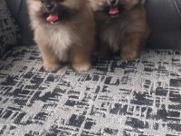 Pomeranian bebekler