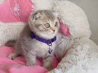 Lilac Tabby scotısh fold beneğim 